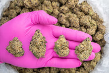 Lilac Diesel THCa Hemp Flower 3.5g