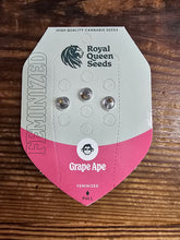 Royal Queen Feminized Seed Pack of 3