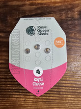 Royal Queen Feminized Seed Pack of 3