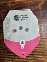 Royal Queen Feminized Seed Pack of 3