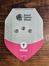 Royal Queen Feminized Seed Pack of 3