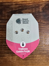 Royal Queen Feminized Seed Pack of 3